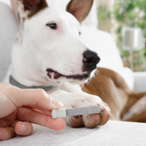 Coupe-ongles pour animaux avec LED Clipet InnovaGoods